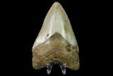 Fossil Megalodon Tooth - North Carolina #129959-2